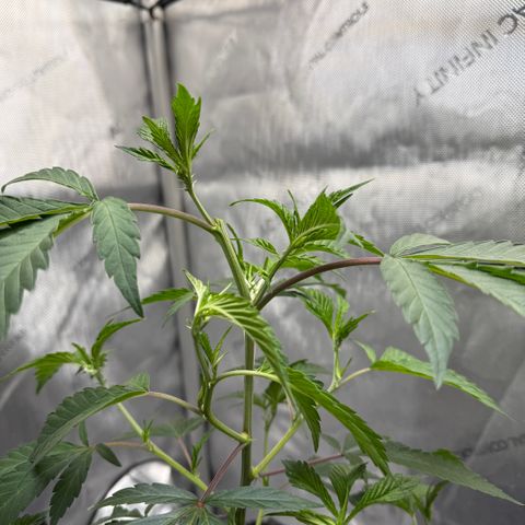 Thelma growlog timeline photo