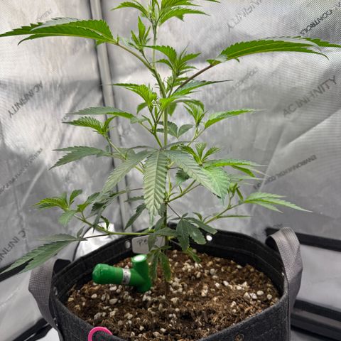Thelma growlog timeline photo