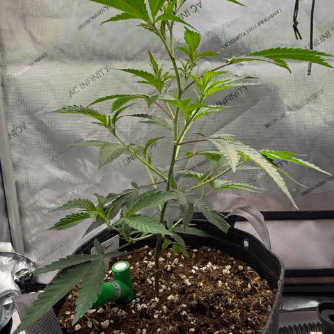Thelma growlog timeline photo