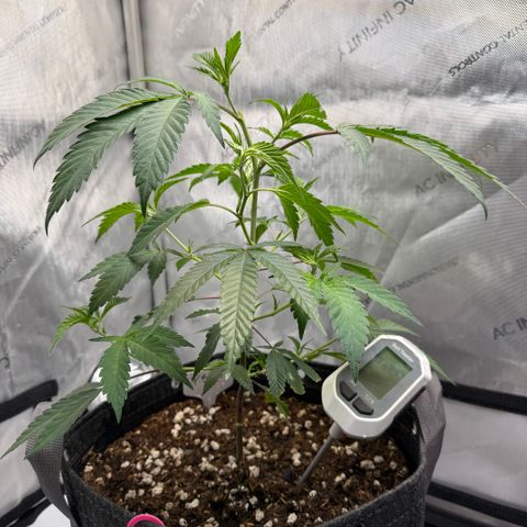 Thelma growlog timeline photo