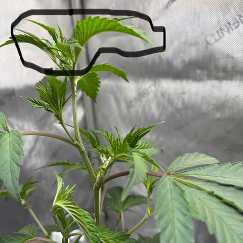 Thelma growlog timeline photo