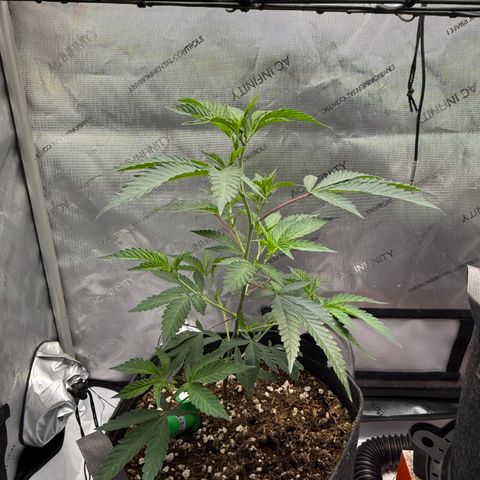 Thelma growlog timeline photo