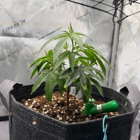 Louise growlog timeline photo