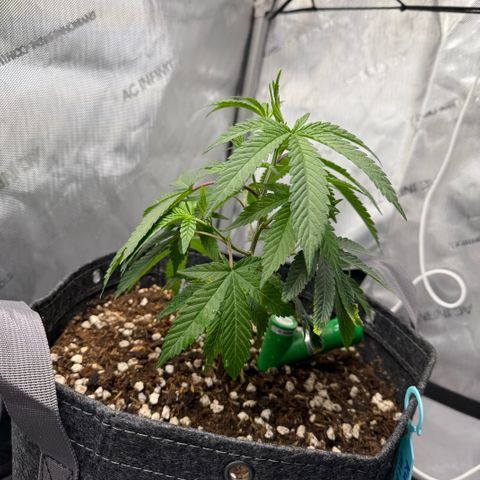 Louise growlog timeline photo