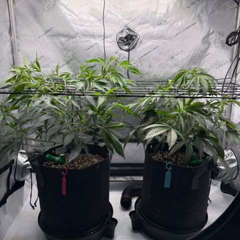 Thelma growlog timeline photo