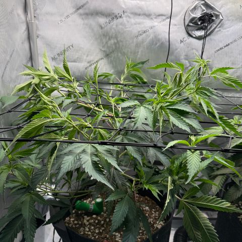 Thelma growlog timeline photo