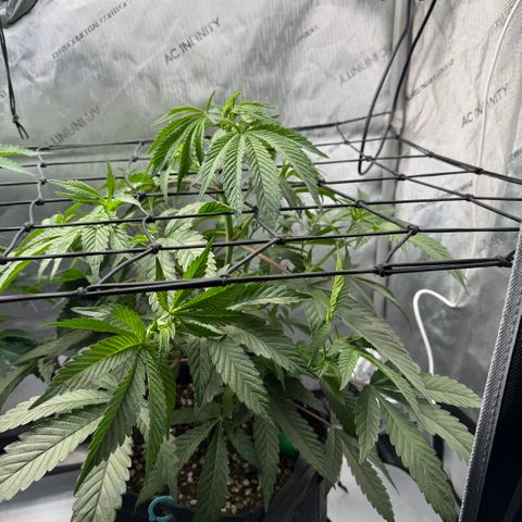 Louise growlog timeline photo