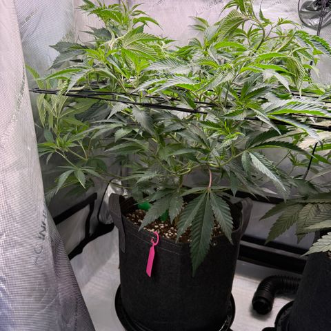 Thelma growlog timeline photo