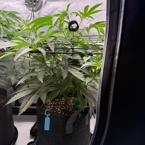 Louise growlog timeline photo