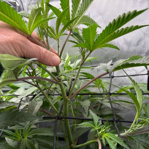 Louise growlog timeline photo