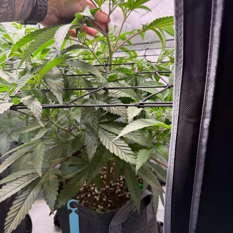 Louise growlog timeline photo