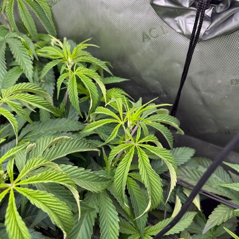 Thelma growlog photo: Changed light level from 9 down to 5.
Leaves crumpled a lot. Not sure if over watering or light too strong with low humidity???