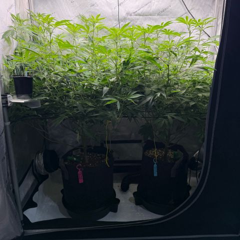 Thelma growlog timeline photo