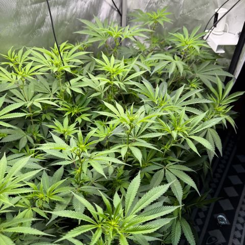 Thelma growlog timeline photo