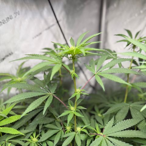 Louise growlog timeline photo