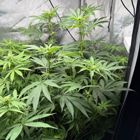 Louise growlog timeline photo