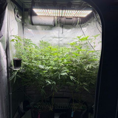 Thelma growlog timeline photo