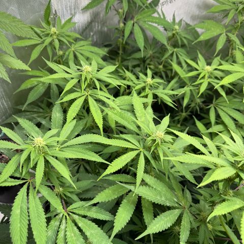 Thelma growlog timeline photo