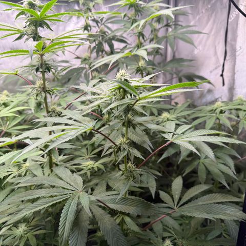 Louise growlog timeline photo