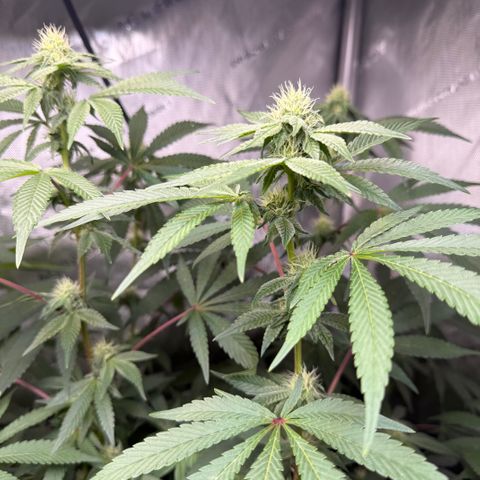 Louise growlog timeline photo