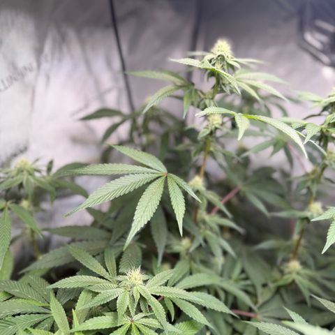 Louise growlog timeline photo