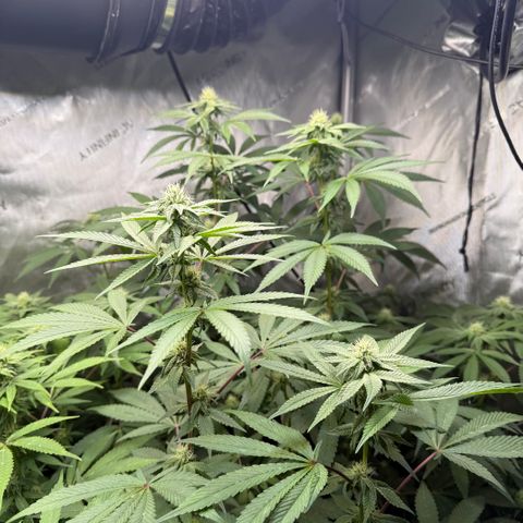 Louise growlog timeline photo
