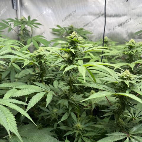 Thelma growlog timeline photo