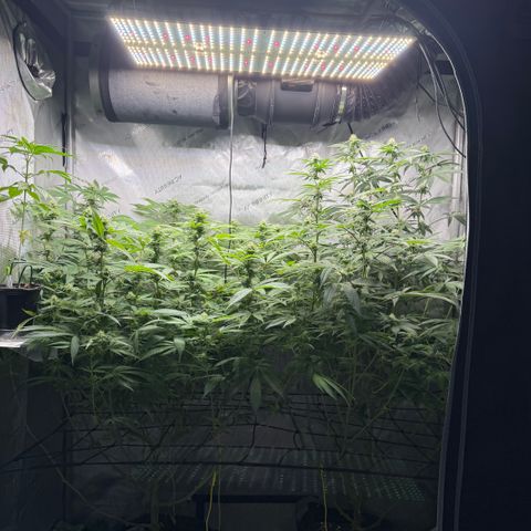 Thelma growlog timeline photo