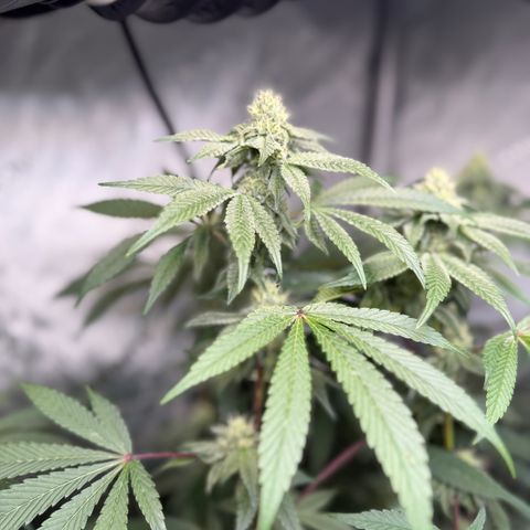Louise growlog timeline photo