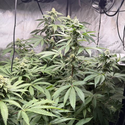 Louise growlog timeline photo