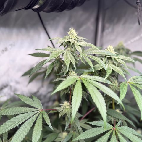 Louise growlog timeline photo