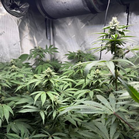 Louise growlog timeline photo