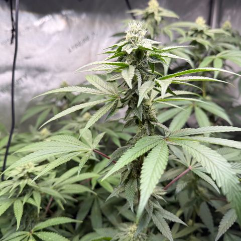 Louise growlog timeline photo