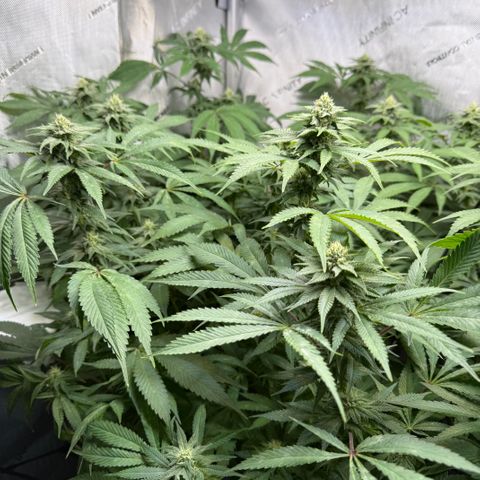 Thelma growlog timeline photo
