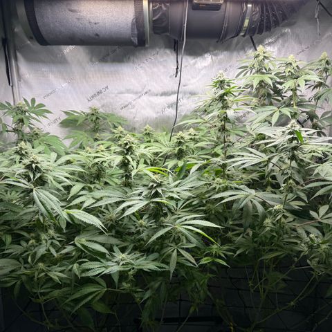 Thelma growlog timeline photo