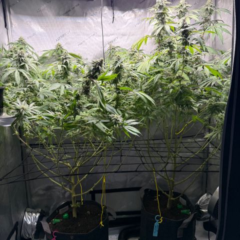 Thelma growlog timeline photo