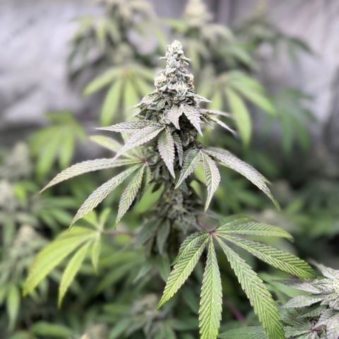 Louise growlog timeline photo