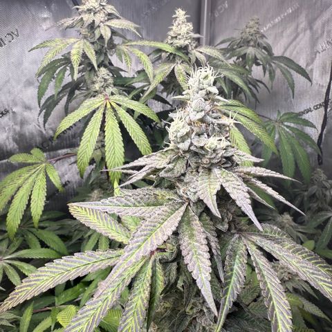 Louise growlog timeline photo