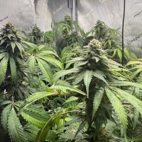 Thelma growlog timeline photo