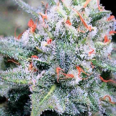 Louise growlog timeline photo
