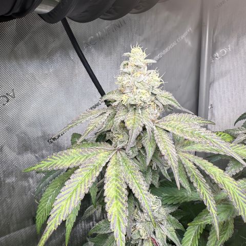 Louise growlog timeline photo