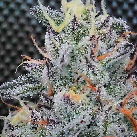 Louise growlog timeline photo
