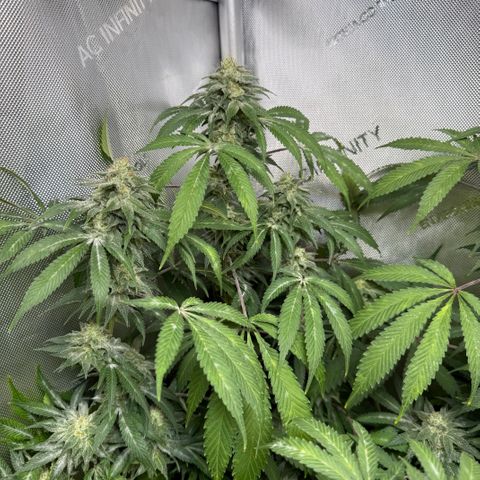 Thelma growlog timeline photo