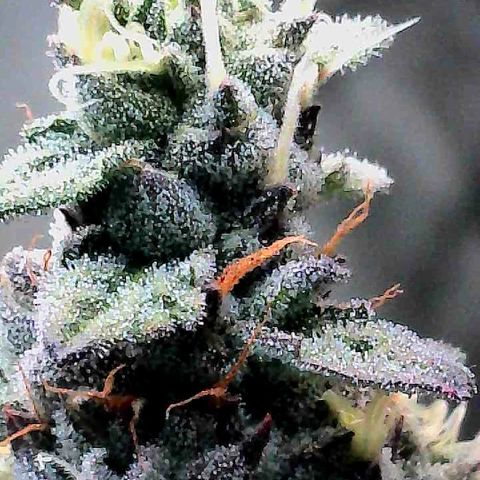 Louise growlog timeline photo