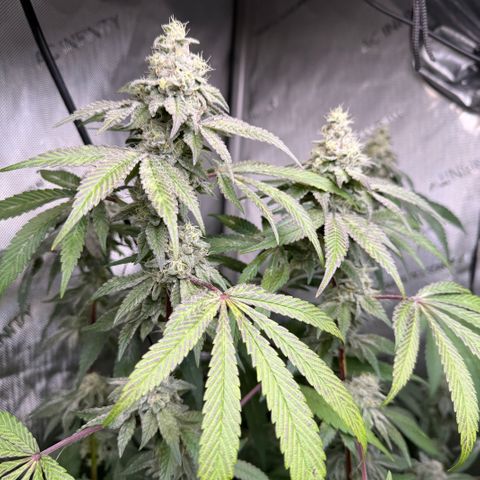 Louise growlog timeline photo