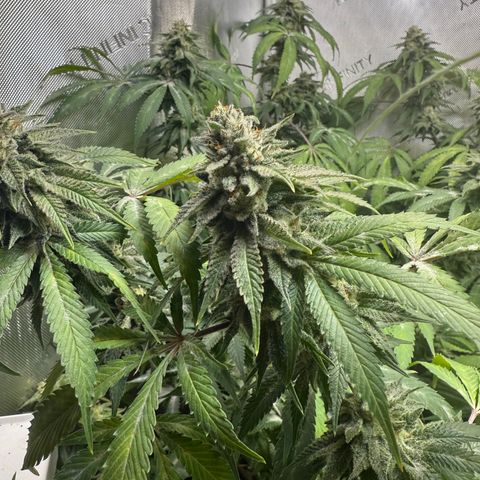 Thelma growlog timeline photo