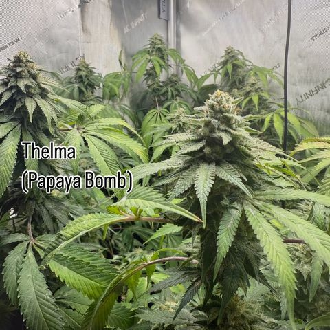Thelma growlog timeline photo