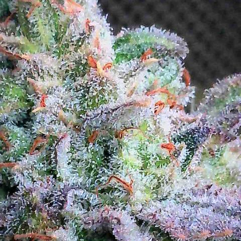 Thelma growlog timeline photo