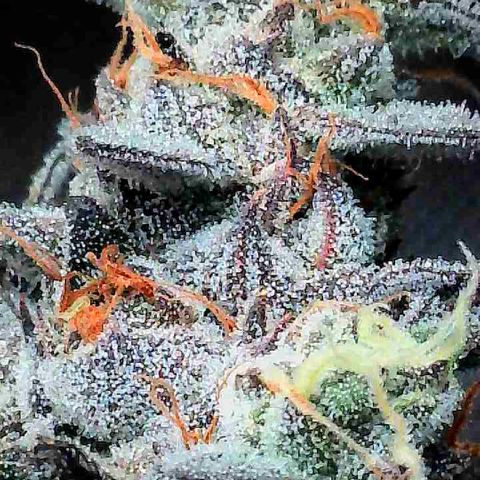 Louise growlog timeline photo