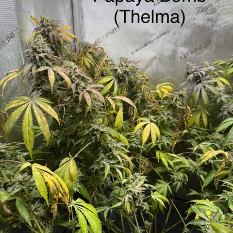 Thelma growlog timeline photo
